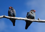 Dollarbird. Adult pair. Canberra, Australia, October 2016. Image © RM by RM.