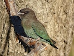 Dollarbird. Juvenile. Canberra, Australia, January 2017. Image © RM by RM.