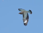 Dollarbird. Juvenile in flight. Kambah, Canberra, Australian Capital Territory, January 2017. Image © Glenn Pure 2017 birdlifephotography.org.au by Glenn Pure.