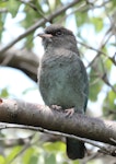 Dollarbird. Juvenile perched. Kambah, Canberra, Australian Capital Territory, January 2016. Image © Glenn Pure 2016 birdlifephotography.org.au by Glenn Pure.