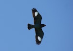 Dollarbird. Adult in flight. Canberra, Australia, November 2016. Image © RM by RM.