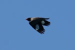 Dollarbird. Adult in flight. Canberra, Australia, November 2016. Image © RM by RM.