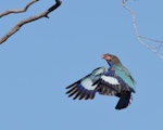 Dollarbird. Adult in flight, carrying Christmas beetle prey. Kambah, Canberra, Australian Capital Territory, January 2017. Image © Glenn Pure 2017 birdlifephotography.org.au by Glenn Pure.