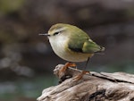 Rifleman | Tītitipounamu. Adult male, South Island subspecies. Routeburn Flats, Mt Aspiring National Park, March 2023. Image © Glenn Pure by Glenn Pure.