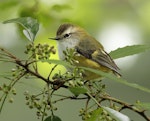 Rifleman | Tītitipounamu. Adult male, South Island subspecies. Routeburn Flats, Mt Aspiring National Park, March 2023. Image © Glenn Pure by Glenn Pure.