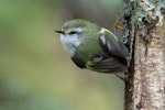 Rifleman | Tītitipounamu. Male South Island rifleman. Mt Arthur Track, Kahurangi National Park, December 2016. Image © Rob Lynch by Rob Lynch.