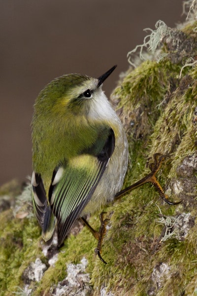 Rifleman | Tītitipounamu. Male South Island rifleman. Mavora Lakes, April 2011. Image © Glenda Rees by Glenda Rees.