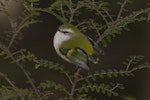 Rifleman | Tītitipounamu. Male South Island rifleman. Northern Southland, March 2012. Image © Glenda Rees by Glenda Rees.