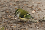 Rifleman | Tītitipounamu. Male South Island rifleman on ground. Mavora Lakes, April 2011. Image © Glenda Rees by Glenda Rees.