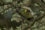 Rifleman | Tītitipounamu. Male South Island rifleman showing upside down movement along branch. Mavora Lakes, February 2012. Image © Glenda Rees by Glenda Rees.