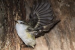 Rifleman | Tītitipounamu. Adult female South Island rifleman about to take flight outside of nest. Routeburn roadend, December 2015. Image © Ron Enzler by Ron Enzler.