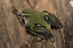 Rifleman | Tītitipounamu. Adult male South Island rifleman with cranefly. Routeburn roadend, Mt Aspiring National Park, December 2015. Image © Ron Enzler by Ron Enzler.