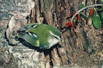 Rifleman | Tītitipounamu. Adult male South Island rifleman. Image © Department of Conservation (image ref: 10029849) by Mike Soper, Department of Conservation.