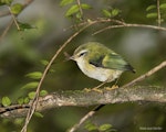 Rifleman | Tītitipounamu. Male North Island rifleman with mayfly. Pukaha Mount Bruce, January 2015. Image © John and Melody Anderson, Wayfarer International Ltd by John and Melody Anderson.