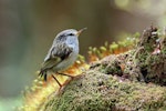 Rifleman | Tītitipounamu. Female South Island rifleman on forest floor. Mt Arthur Track, Kahurangi National Park, December 2016. Image © Rob Lynch by Rob Lynch.