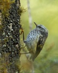 Rifleman | Tītitipounamu. Juvenile South Island rifleman foraging. Nina Valley, Lewis Pass National Reserve, February 2015. Image © Roger Smith by Roger Smith.