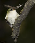 Rifleman | Tītitipounamu. Male North Island rifleman with feather. Pukaha Mount Bruce, January 2015. Image © John and Melody Anderson, Wayfarer International Ltd by John and Melody Anderson.