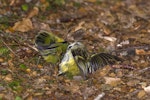 Rifleman | Tītitipounamu. Female (right) and male fighting. East Branch track, Fiordland National Park, March 2017. Image © Glenda Rees by Glenda Rees.