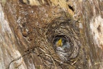 Rifleman | Tītitipounamu. North Island rifleman nest with chicks. Boundary Stream, Hawke's Bay, November 2012. Image © Glenda Rees by Glenda Rees.