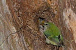 Rifleman | Tītitipounamu. North Island rifleman male delivering a crane-fly to chicks in nest. Hawke's Bay, November 2012. Image © Glenda Rees by Glenda Rees.