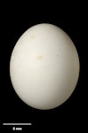 Rifleman | Tītitipounamu. South Island rifleman egg 15.9 x 12.9 mm (NMNZ OR.007264, collected by Captain John Bollons). Akaroa. Image © Te Papa by Jean-Claude Stahl.