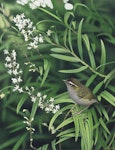 Bush wren | Mātuhituhi. Image 2006-0010-1/4 from the series 'Extinct birds of New Zealand'. Masterton, January 2003. Image © Purchased 2006. © Te Papa by Paul Martinson.