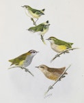 Lyall's wren. North Island rifleman (above two birds) / South Island bush wren (left centre) / rock wren (centre right) / Lyall's wren. Image 1992-0035-2366/76. United Kingdom. Image © © Te Papa by George Edward Lodge.