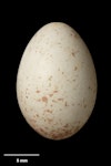 Bush wren | Mātuhituhi. Egg 17.5 x 11.9 mm (NMNZ OR.007268). Ocean Bay, November 1916. Image © Te Papa by Jean-Claude Stahl.