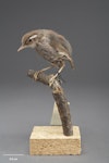 Bush wren | Mātuhituhi. South Island bush wren, mounted specimen. Purchased 1939. Specimen registration no. OR.014059; image no. MA_I156491. Nelson Province. Image © Te Papa.