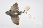 Bush wren | Mātuhituhi. South Island bush wren. Specimen registration no. OR.005081; image no. MA_I264495. Nelson Province, May 1898. Image © Te Papa.