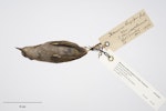 Bush wren | Mātuhituhi. South Island bush wren. Specimen registration no. OR.005090; image no. MA_I264498. Queen Charlotte Sound, October 1876. Image © Te Papa.