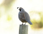 California quail | Tikaokao. Adult male. Tata Beach, Golden Bay, April 2023. Image © Glenn Pure by Glenn Pure.