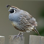 California quail | Tikaokao. Adult male on fence. Tasman, January 2016. Image © Rob Lynch by Rob Lynch.