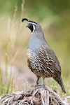 California quail | Tikaokao. Adult male. Wellington, February 2016. Image © Arindam Bhattacharya by Arindam Bhattacharya.