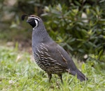 California quail | Tikaokao. Adult male. Lake Tarawera, January 2010. Image © Phil Battley by Phil Battley.