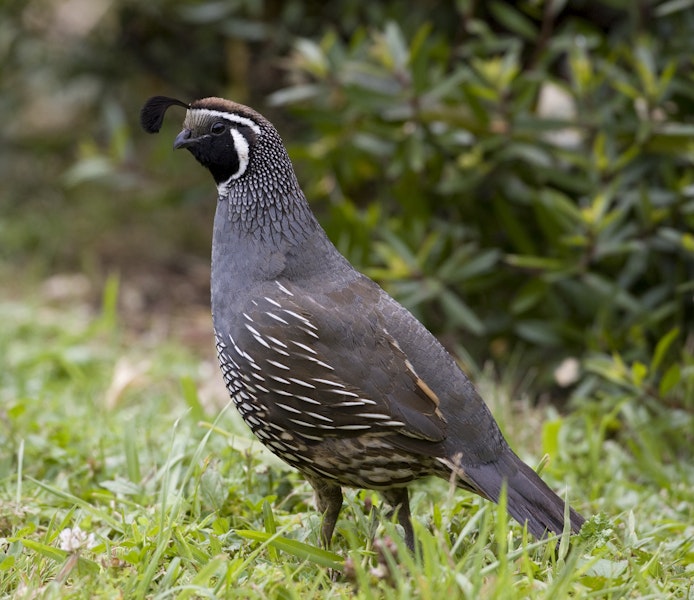 California quail | Tikaokao. Adult male. Lake Tarawera, January 2010. Image © Phil Battley by Phil Battley.