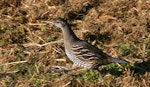 California quail | Tikaokao. Adult female. Wanganui, August 2009. Image © Ormond Torr by Ormond Torr.