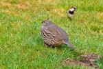 California quail | Tikaokao. Female. Pukawa, January 2013. Image © Albert Aanensen by Albert Aanensen.