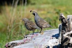 California quail | Tikaokao. Adult pair (female left). Riversdale, Wairarapa, November 2011. Image © Peter Reese by Peter Reese.