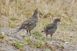 California quail | Tikaokao. Juveniles. Bowentown, February 2013. Image © Raewyn Adams by Raewyn Adams.