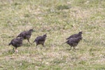 California quail | Tikaokao. Juveniles. Bowentown, February 2013. Image © Raewyn Adams by Raewyn Adams.