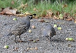 California quail | Tikaokao. Adult pair (male on left). Whitford area, Auckland, February 2016. Image © Marie-Louise Myburgh by Marie-Louise Myburgh.