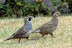 California quail | Tikaokao. Male and female pair crossing lawn. Tasman, December 2015. Image © Rob Lynch by Rob Lynch.