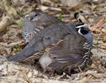 California quail | Tikaokao. Adult male (front) and female with chicks. Marahau Beach, Tasman Bay, Nelson, March 2012. Image © Rebecca Bowater FPSNZ by Rebecca Bowater FPSNZ.