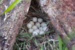 California quail | Tikaokao. Nest with 13 eggs. Kerikeri, January 2012. Image © Colin Miskelly by Colin Miskelly.