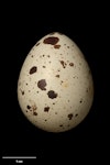 California quail | Tikaokao. Egg (NMNZ OR.012021, collected by I. Mackenzie). Aviary, Lower Hutt, December 1965. Image © Te Papa by Jean-Claude Stahl.