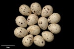 California quail | Tikaokao. Clutch (NMNZ OR.012021, collected by I. Mackenzie). Aviary, Lower Hutt, December 1965. Image © Te Papa by Jean-Claude Stahl.