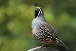 California quail | Tikaokao. Adult male calling. Park Island, Napier, November 2012. Image © Adam Clarke by Adam Clarke.