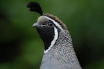 California quail | Tikaokao. Close view of male head. Wellington, February 2012. Image © Peter Reese by Peter Reese.