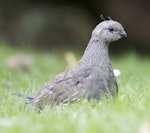 California quail | Tikaokao. Female in grass. Lake Tarawera, January 2010. Image © Phil Battley by Phil Battley.